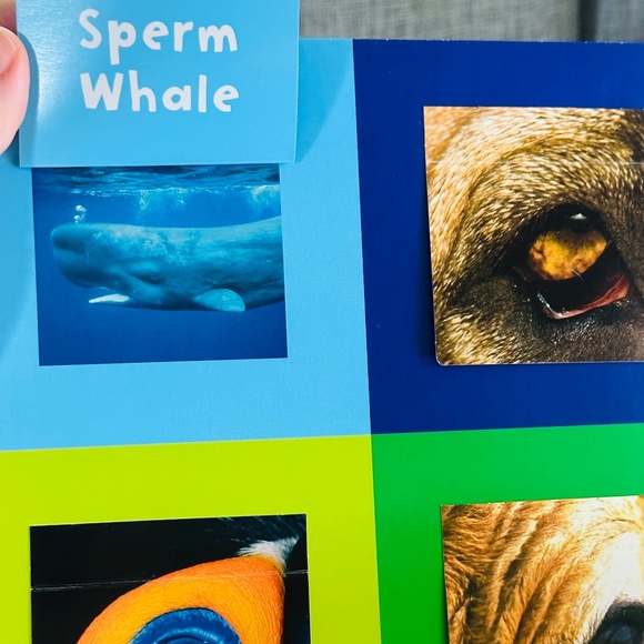 Who's Looking At You? Stephane Frattini Lift-the-Flap Picture Book - Picture 9 of 11